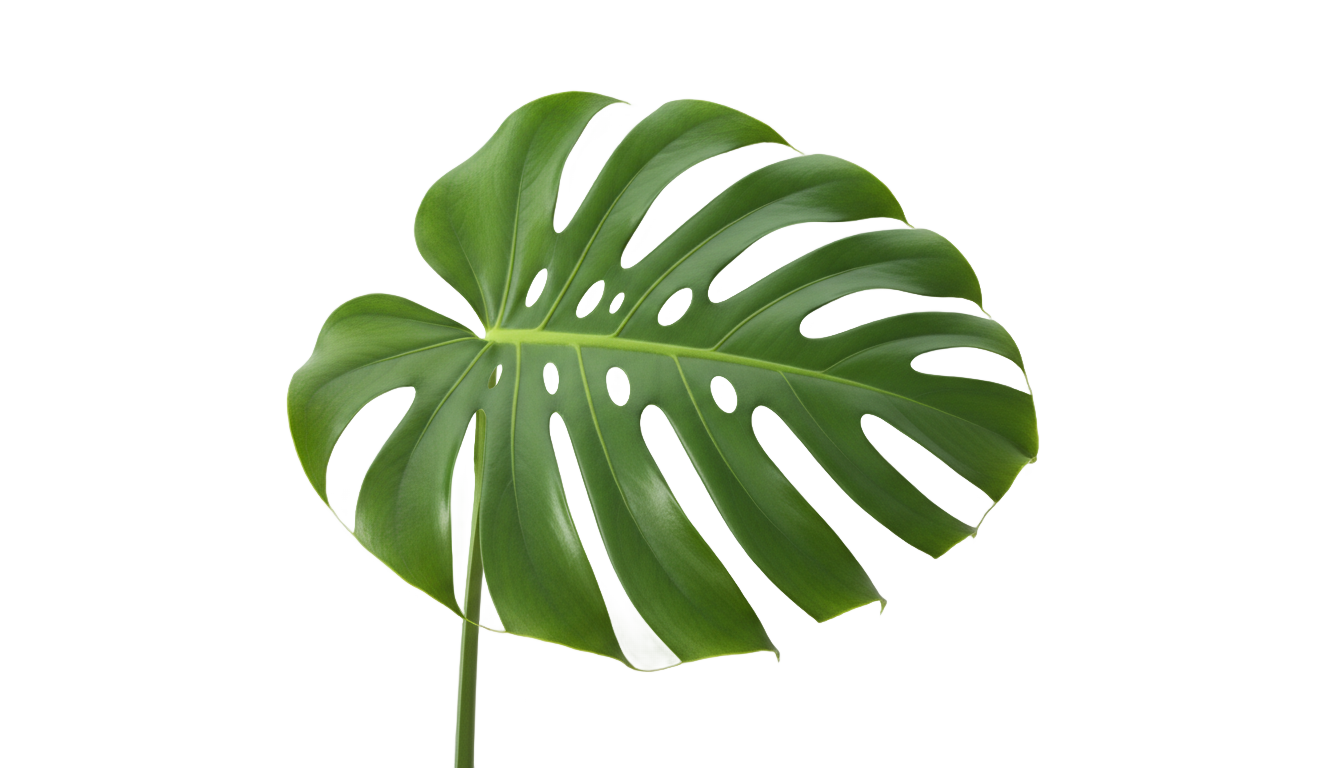 monstera illustration png PNG transparent background