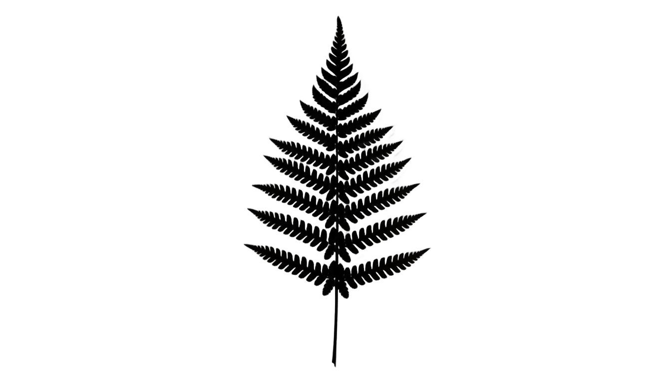 fern silhouette png PNG transparent background