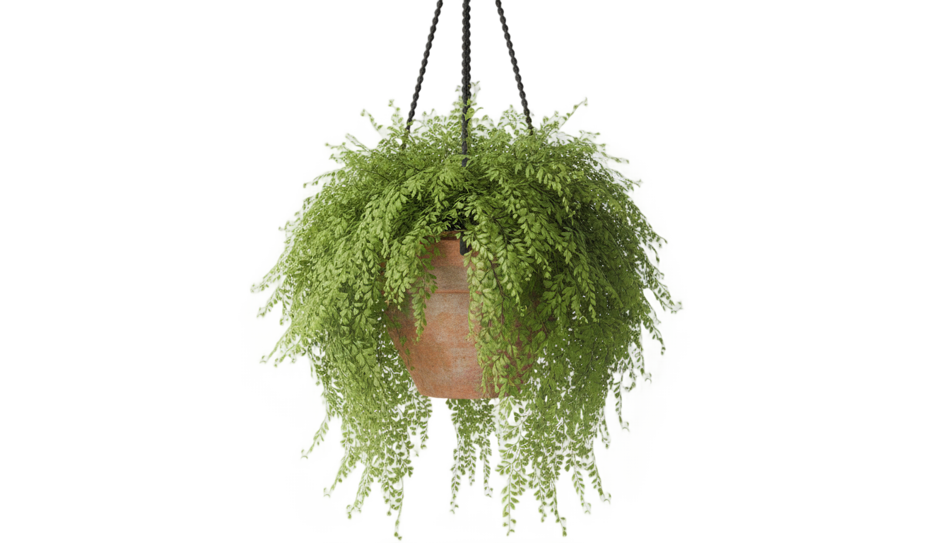 hanging fern png PNG transparent background