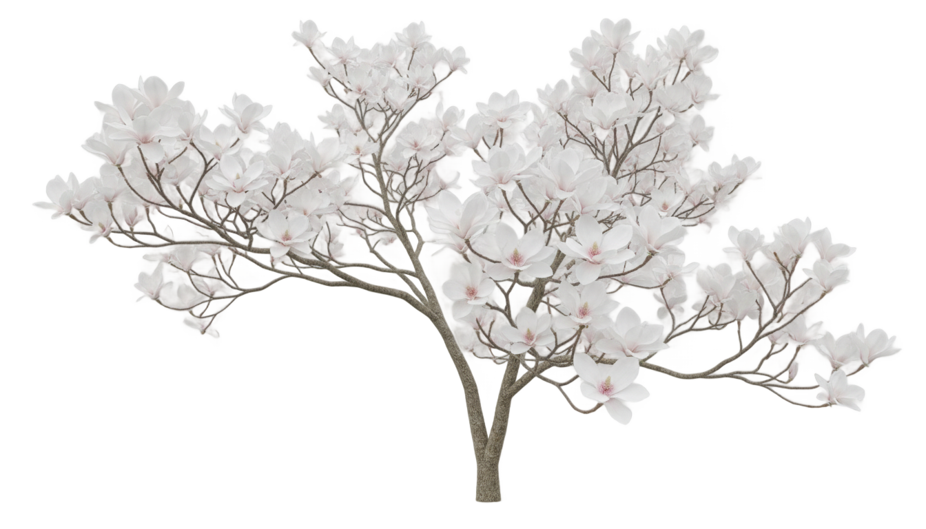 magnolia tree png white PNG transparent background