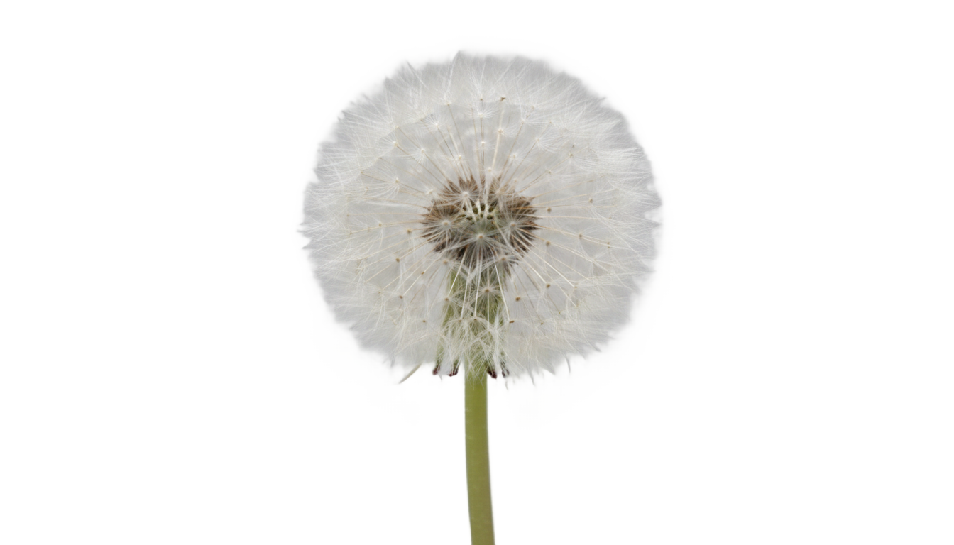 dandelion flower png PNG transparent background
