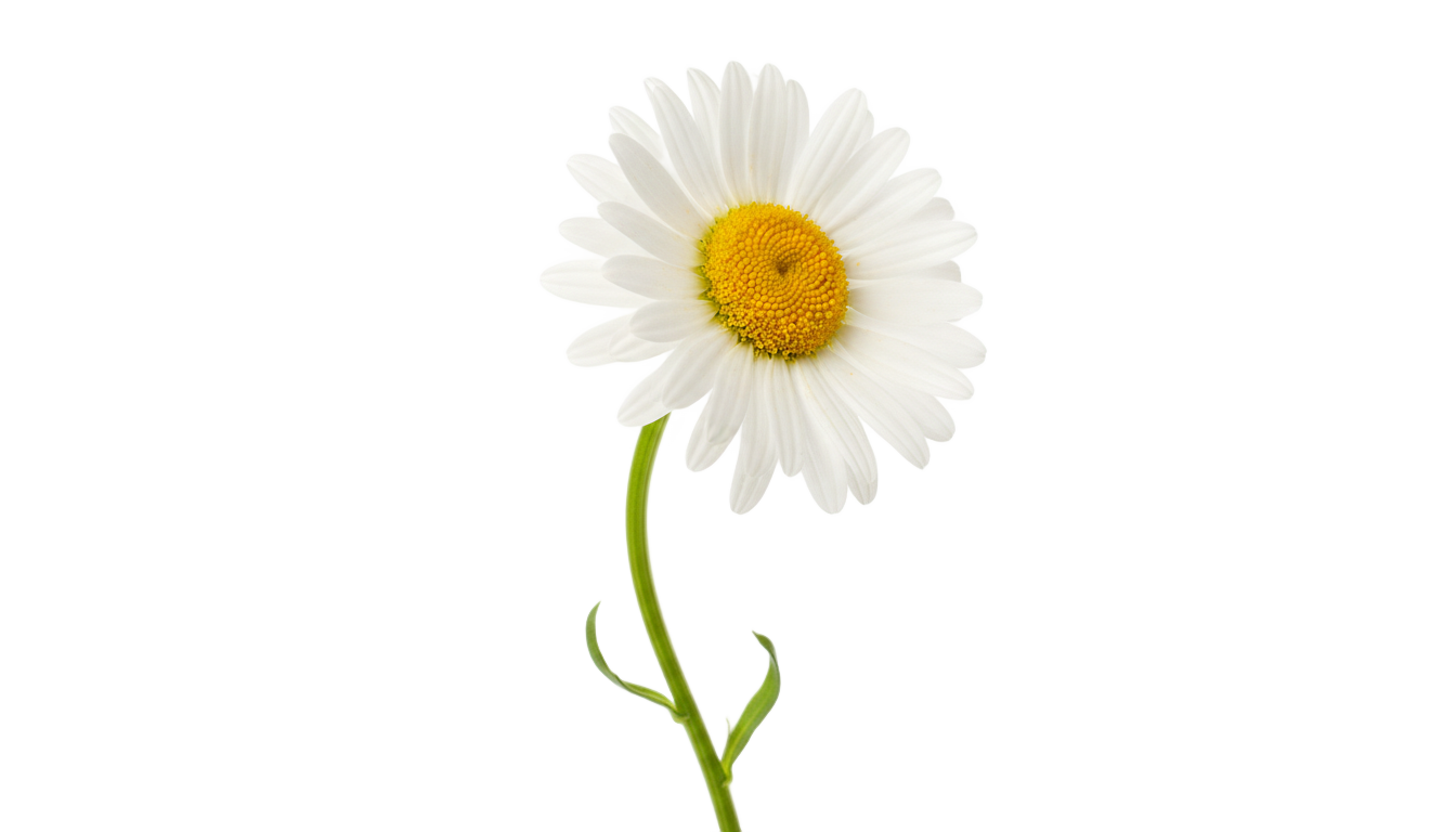 daisy clipart png PNG transparent background
