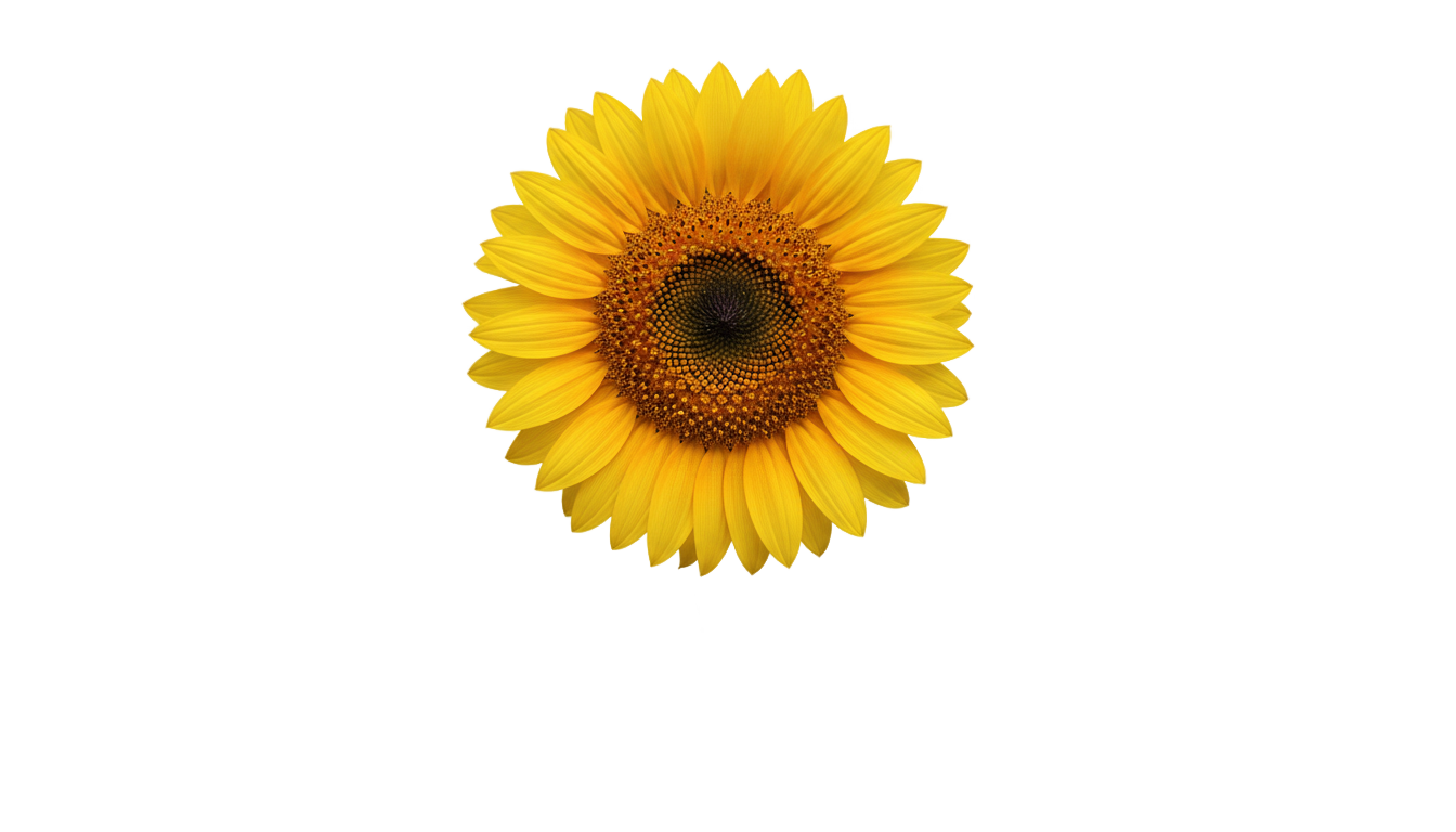 you are my sunshine sunflower png PNG transparent background
