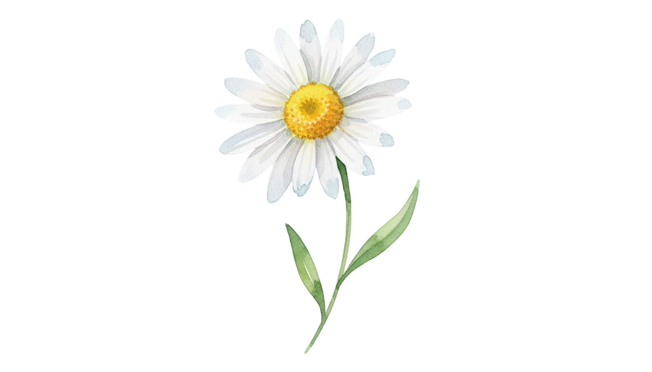 watercolor daisy png PNG transparent background