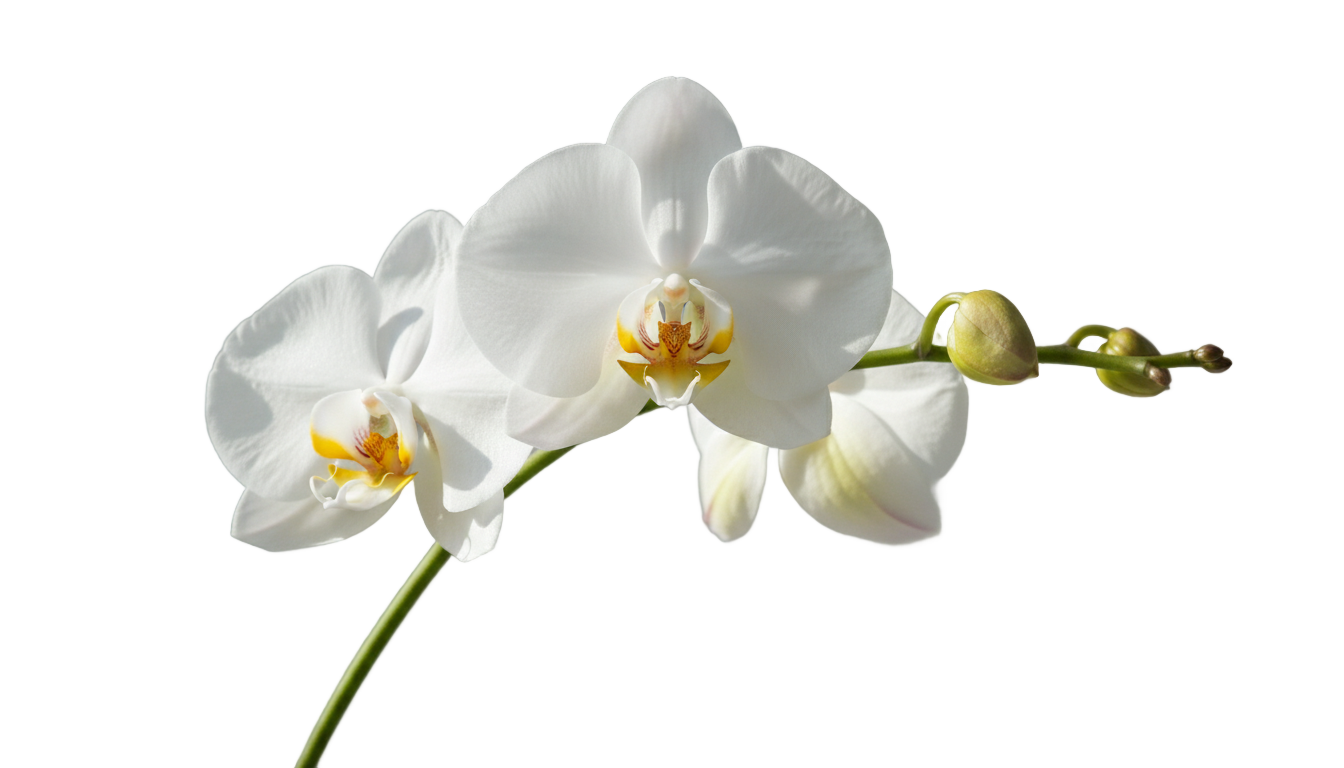 white orchid png PNG transparent background