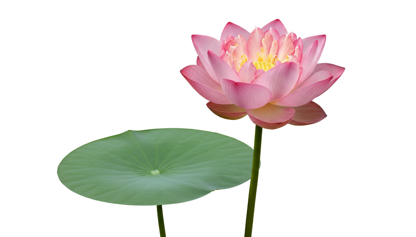 flor lotus png PNG transparent background