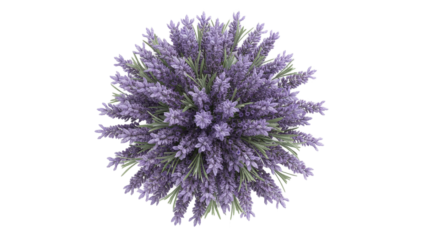 lavender top view png PNG transparent background