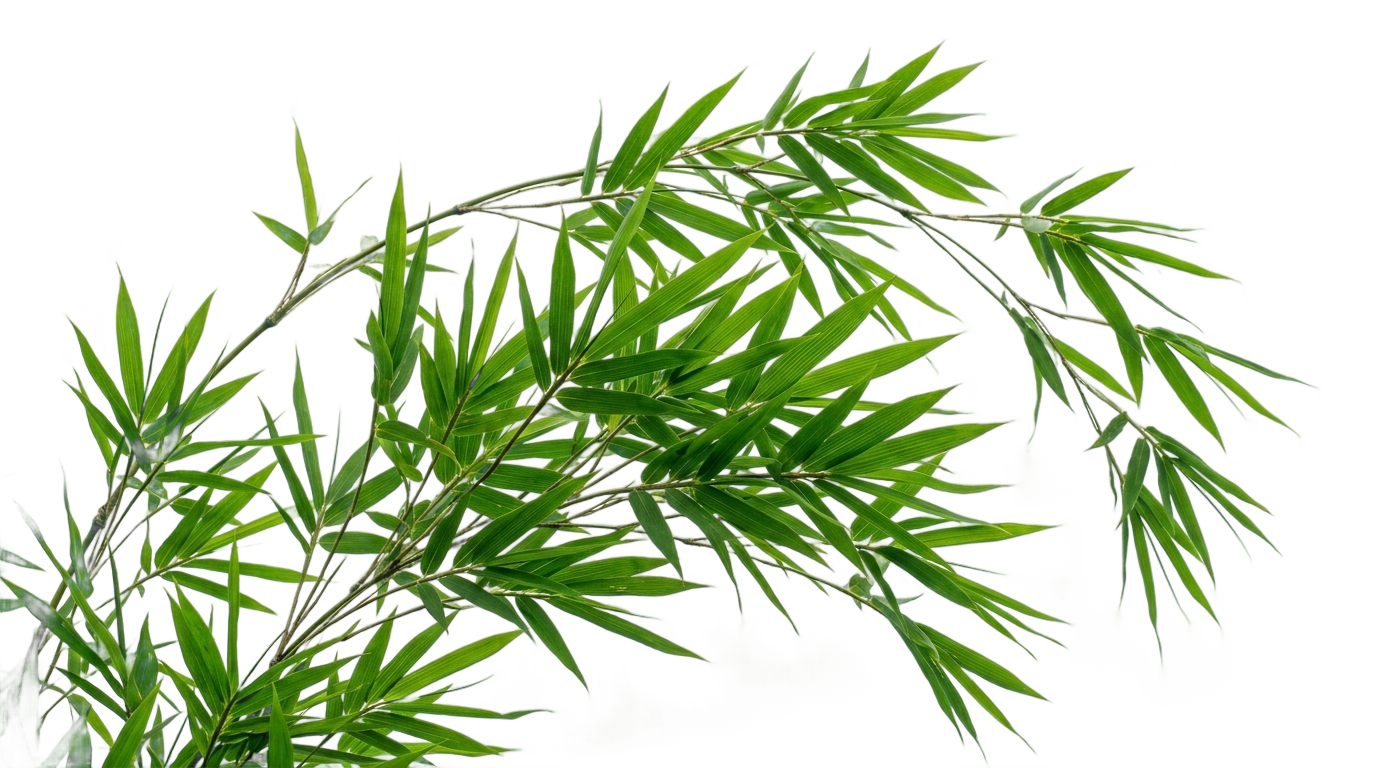 bamboo leaves png PNG transparent background