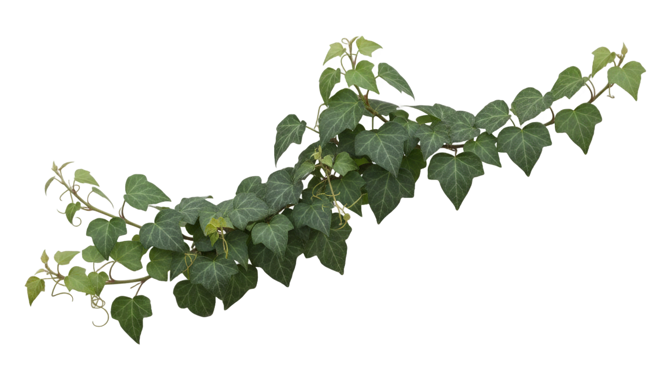 climbing ivy png PNG transparent background