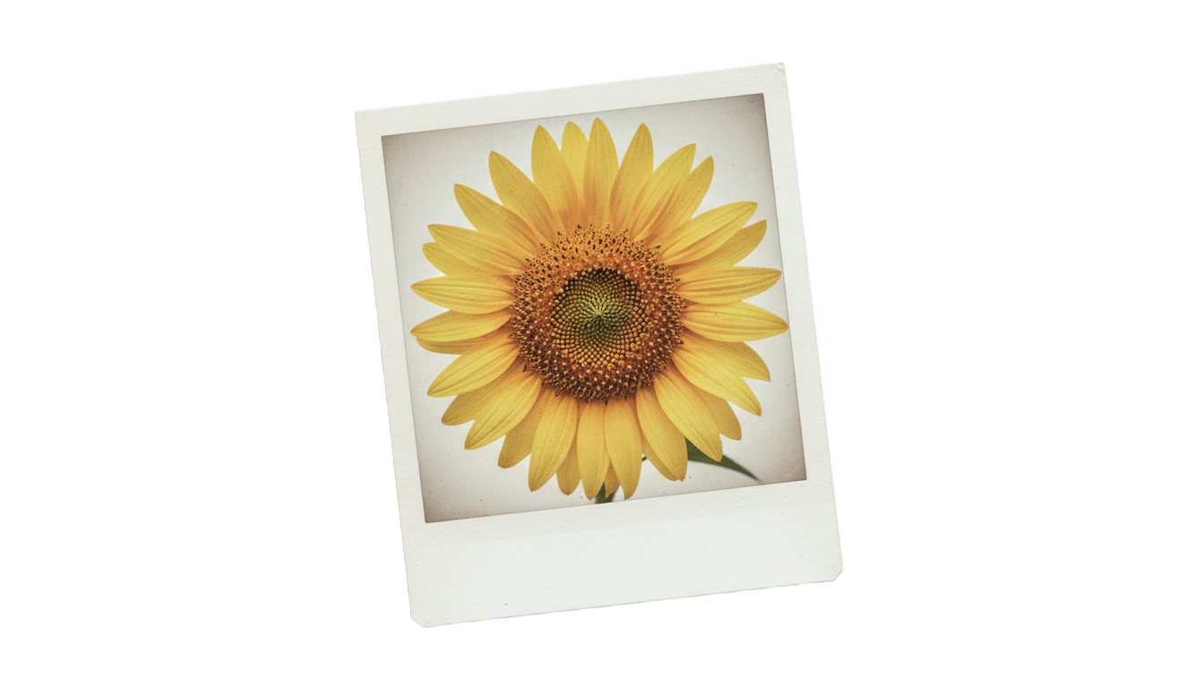 sunflower polaroid png PNG transparent background