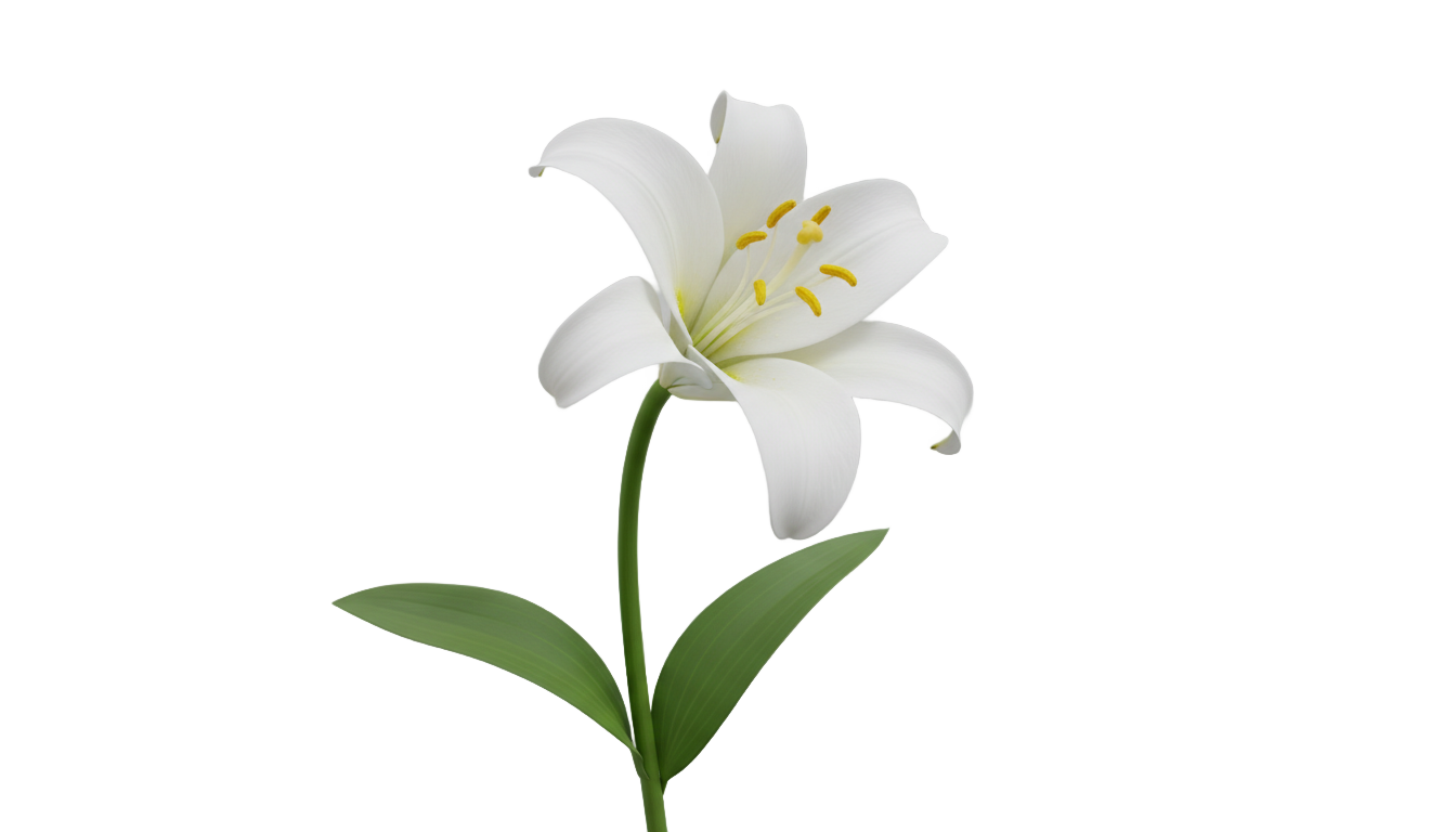 white lily png PNG transparent background