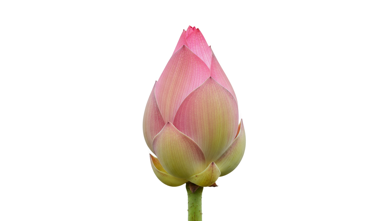 lotus bud png PNG transparent background
