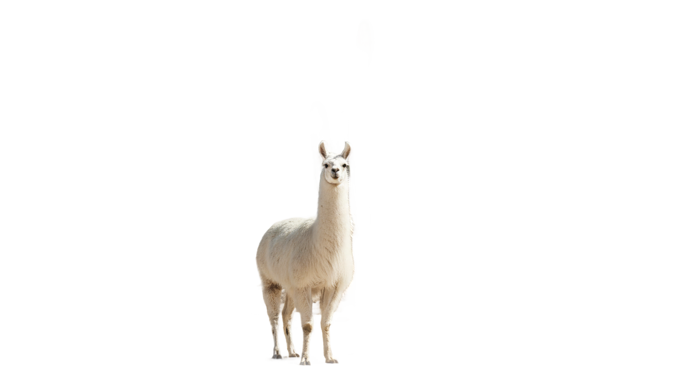 llamas y cactus png PNG transparent background