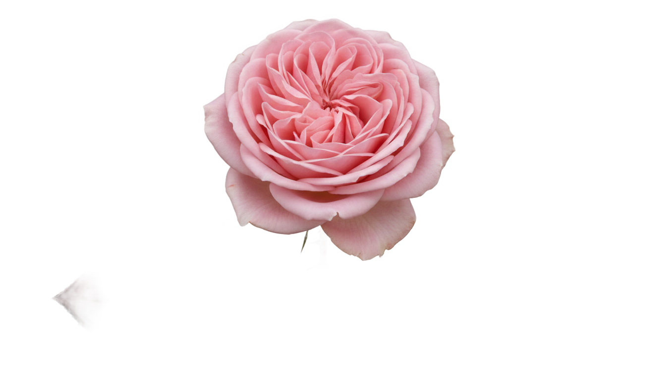 pink rose png PNG transparent background