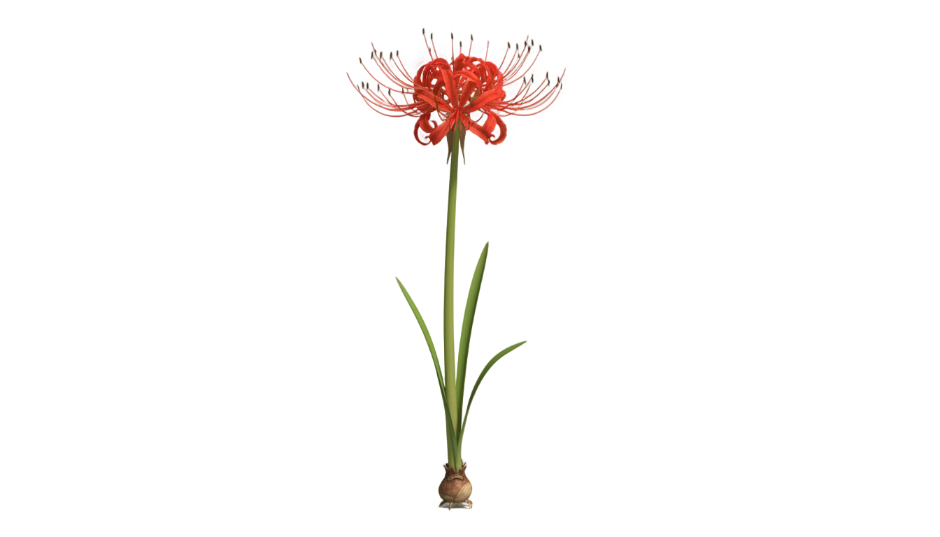 spider lily plant png PNG transparent background