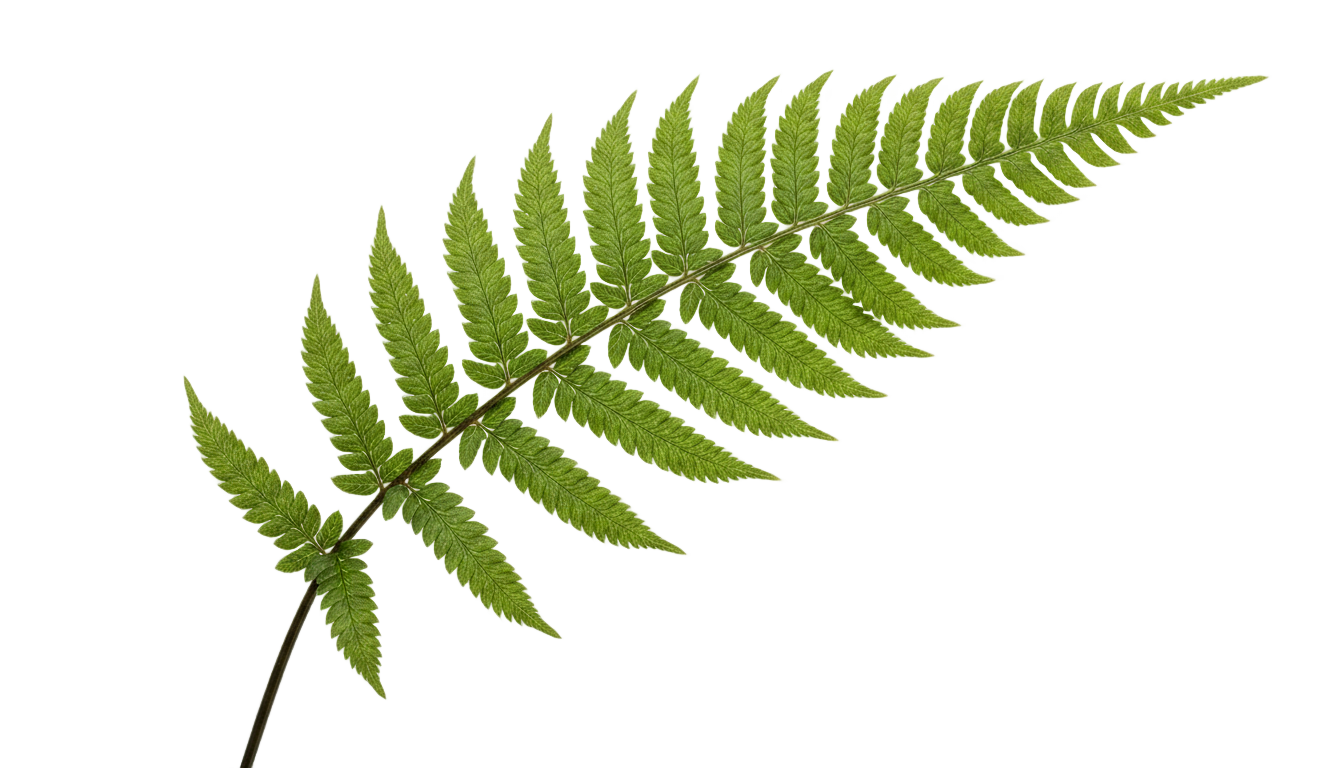 fern illustration png PNG transparent background