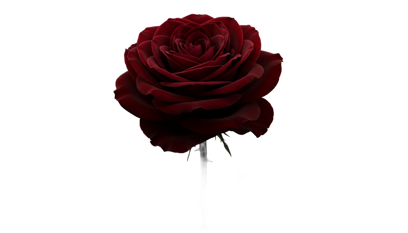 ado rose png PNG transparent background