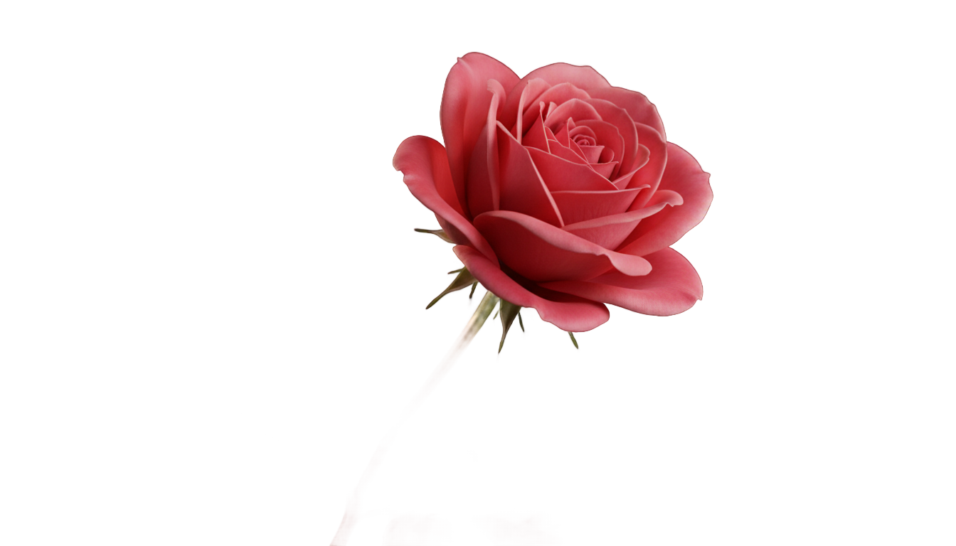 rose overlay png PNG transparent background