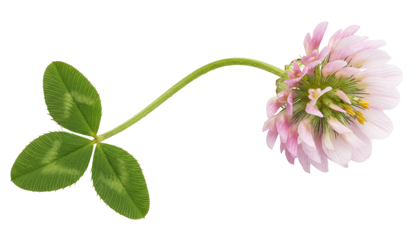 clover flower png PNG transparent background