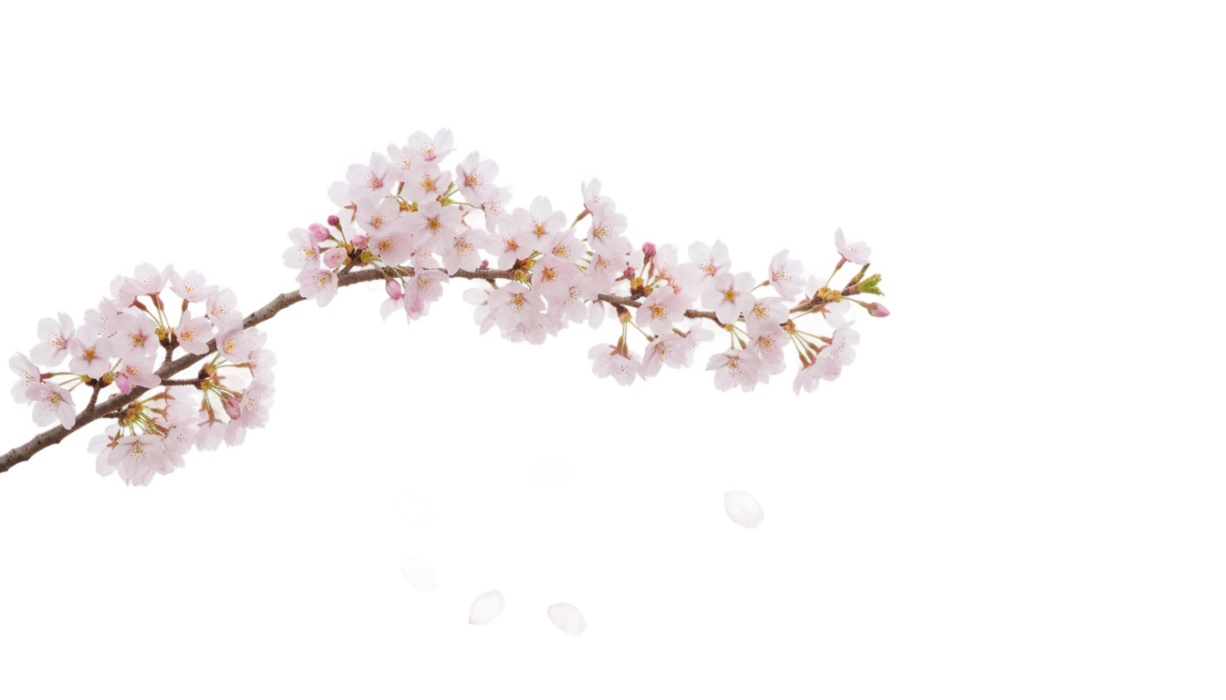 cute cherry blossom png PNG transparent background