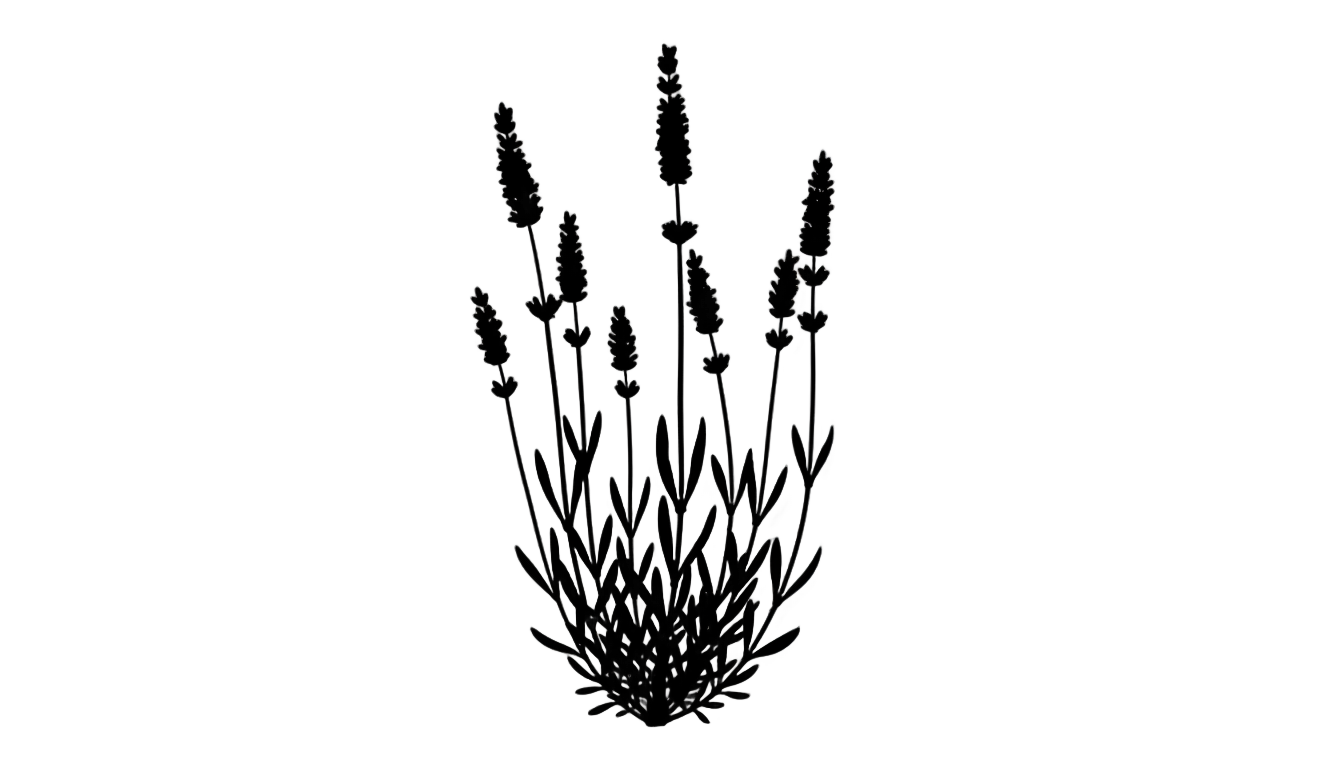 lavender silhouette png PNG transparent background