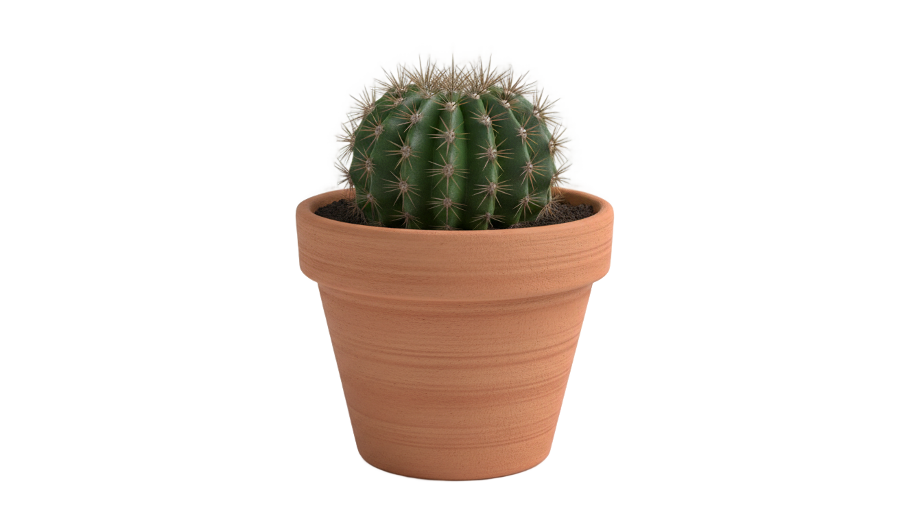 potted cactus png PNG transparent background