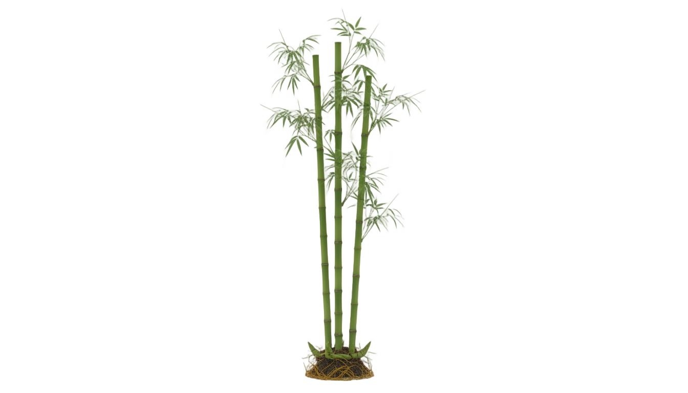 bamboo plants png PNG transparent background