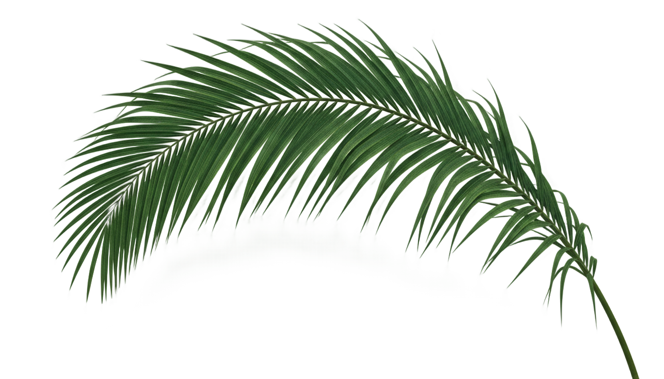 palm tree branch png PNG transparent background