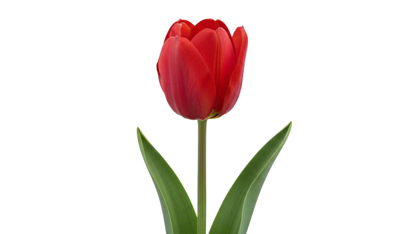 bunga tulip png PNG transparent background