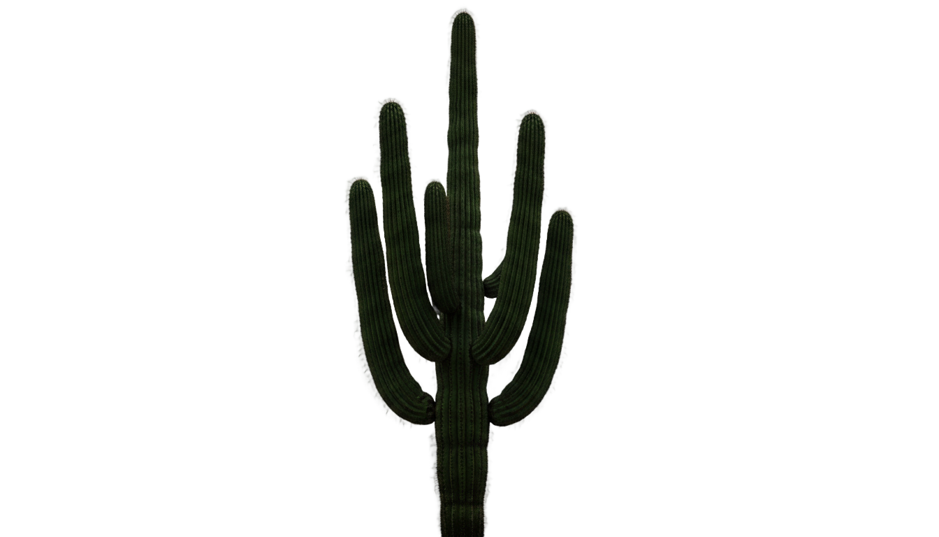 cactus plant png PNG transparent background
