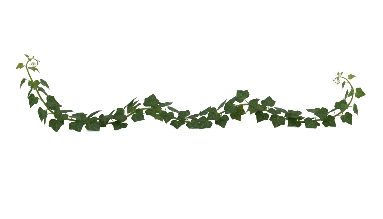 green ivy png PNG transparent background