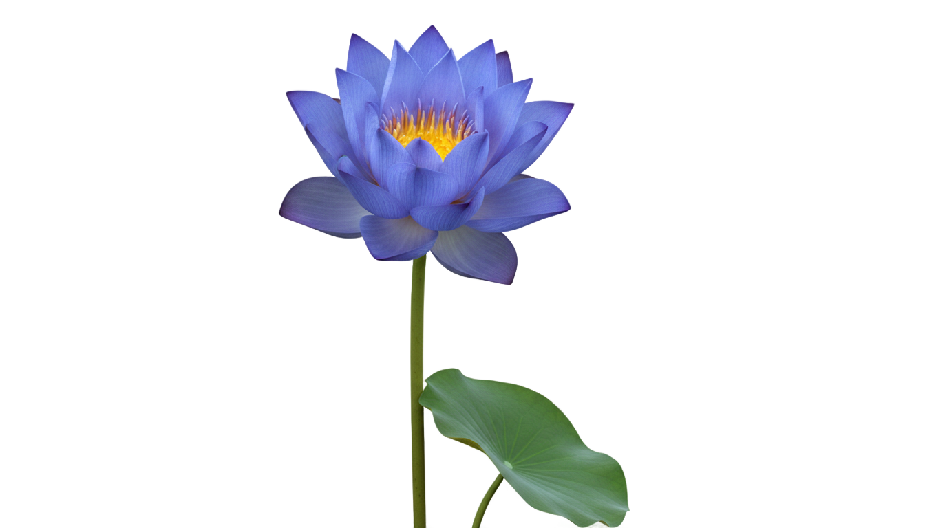 blue lotus png PNG transparent background