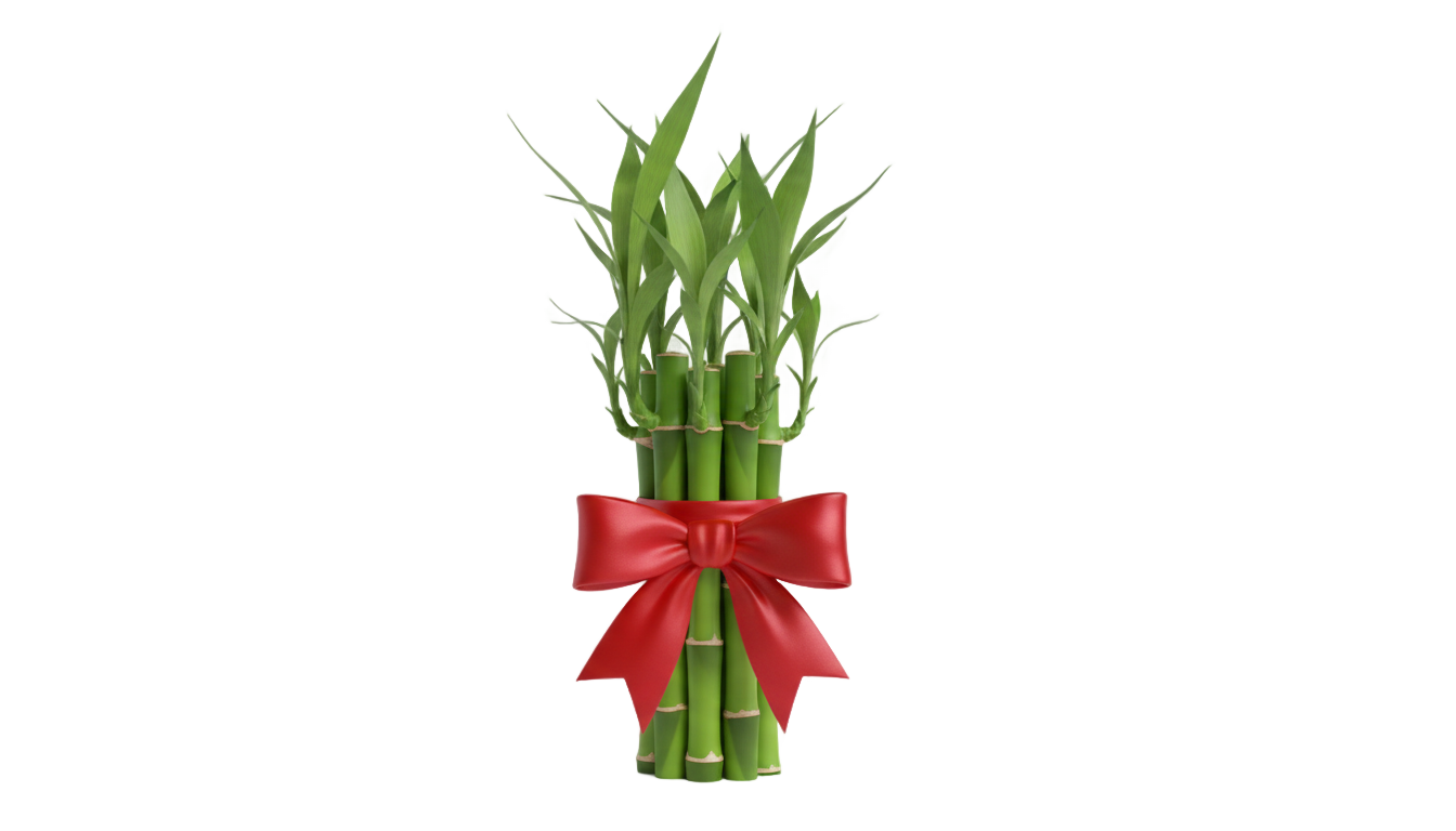 lucky bamboo png PNG transparent background