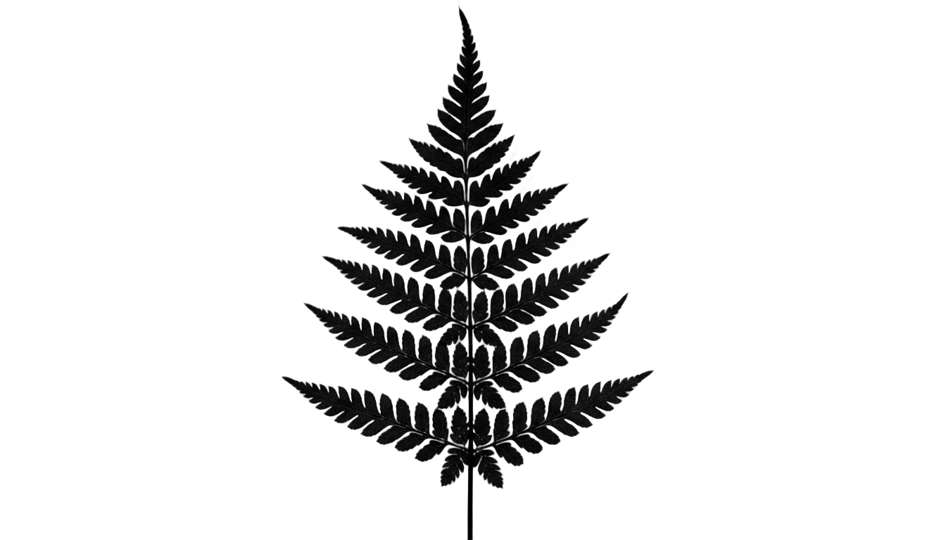 fern silhouette png PNG transparent background