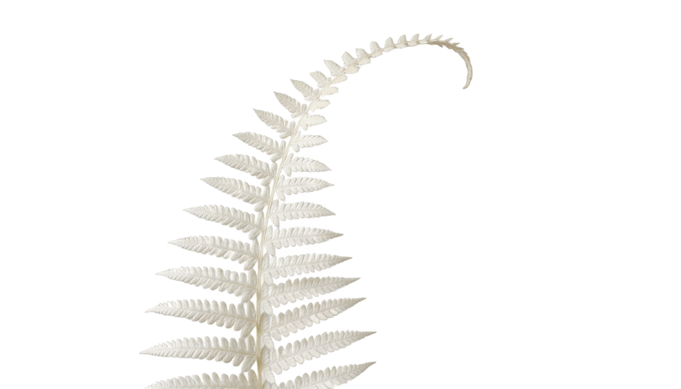 white fern png PNG transparent background
