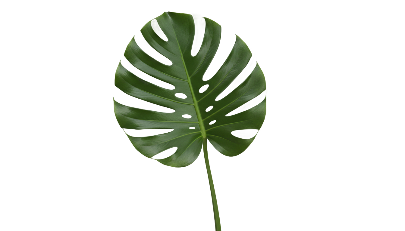 daun monstera png PNG transparent background