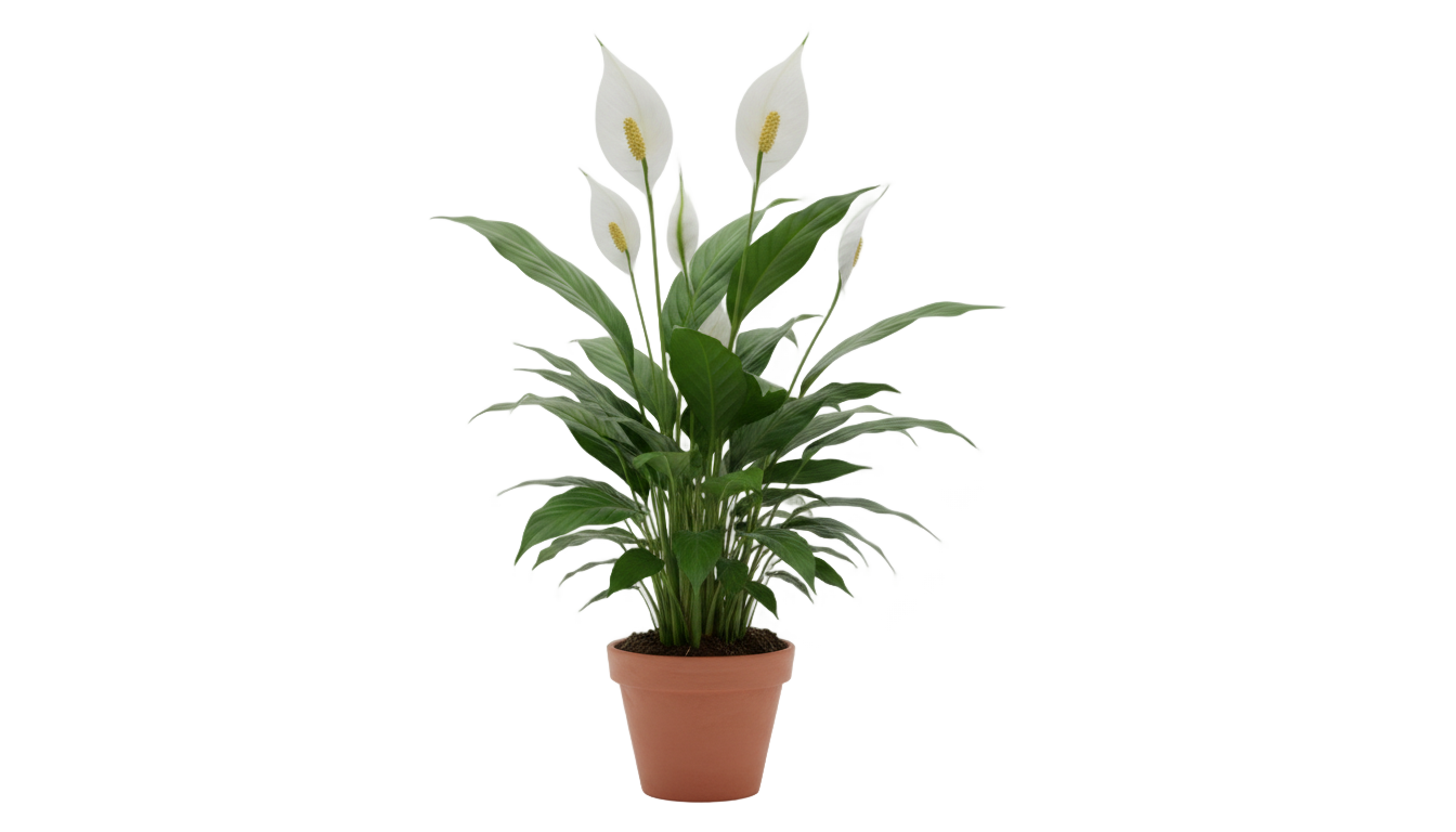 peace lily png PNG transparent background