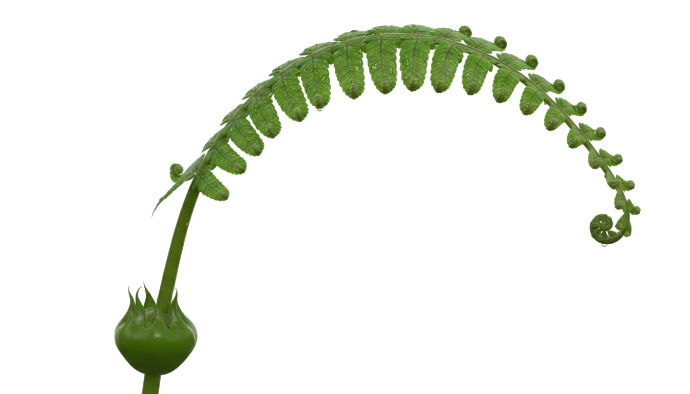fern clip art png PNG transparent background