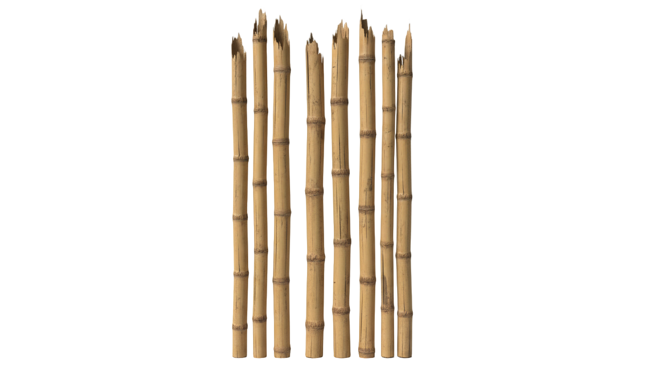 dry bamboo png PNG transparent background