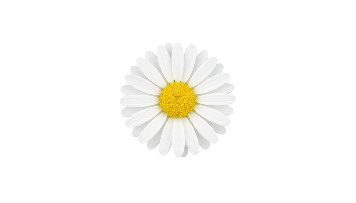 daisy icon png PNG transparent background