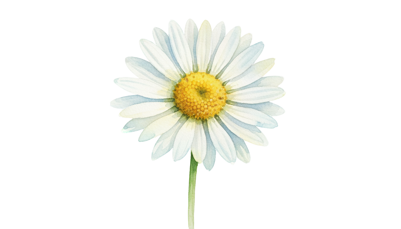 watercolor daisy png PNG transparent background