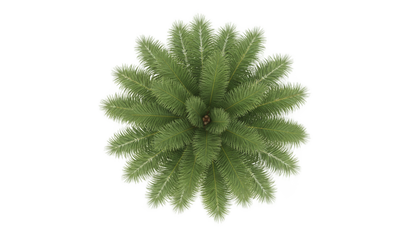 architectural palm tree top view png PNG transparent background