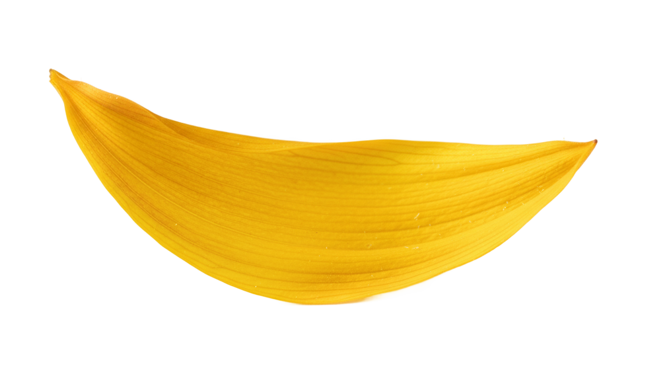 sunflower petal png PNG transparent background
