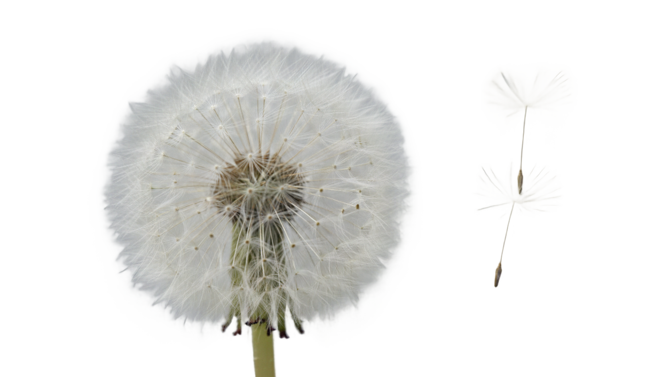 dandelion seeds png PNG transparent background