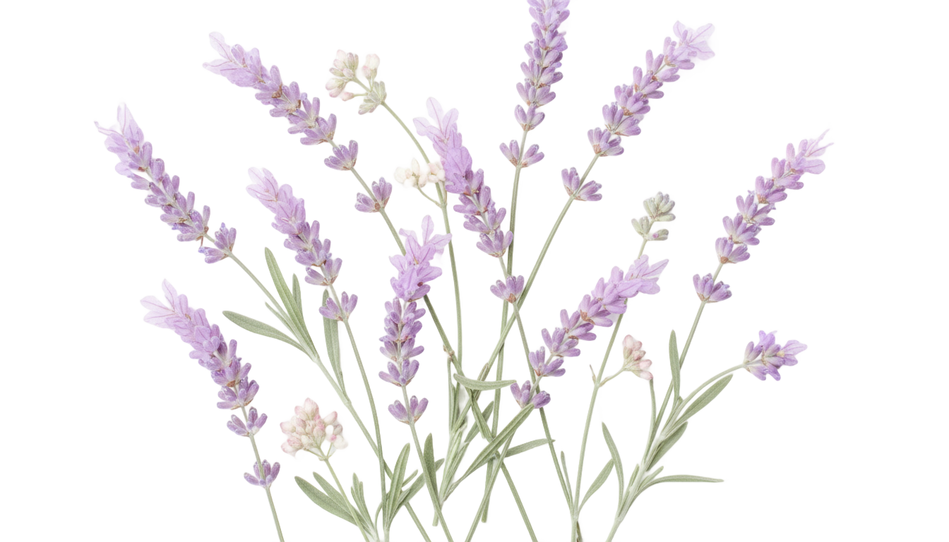 lavender overlay png PNG transparent background