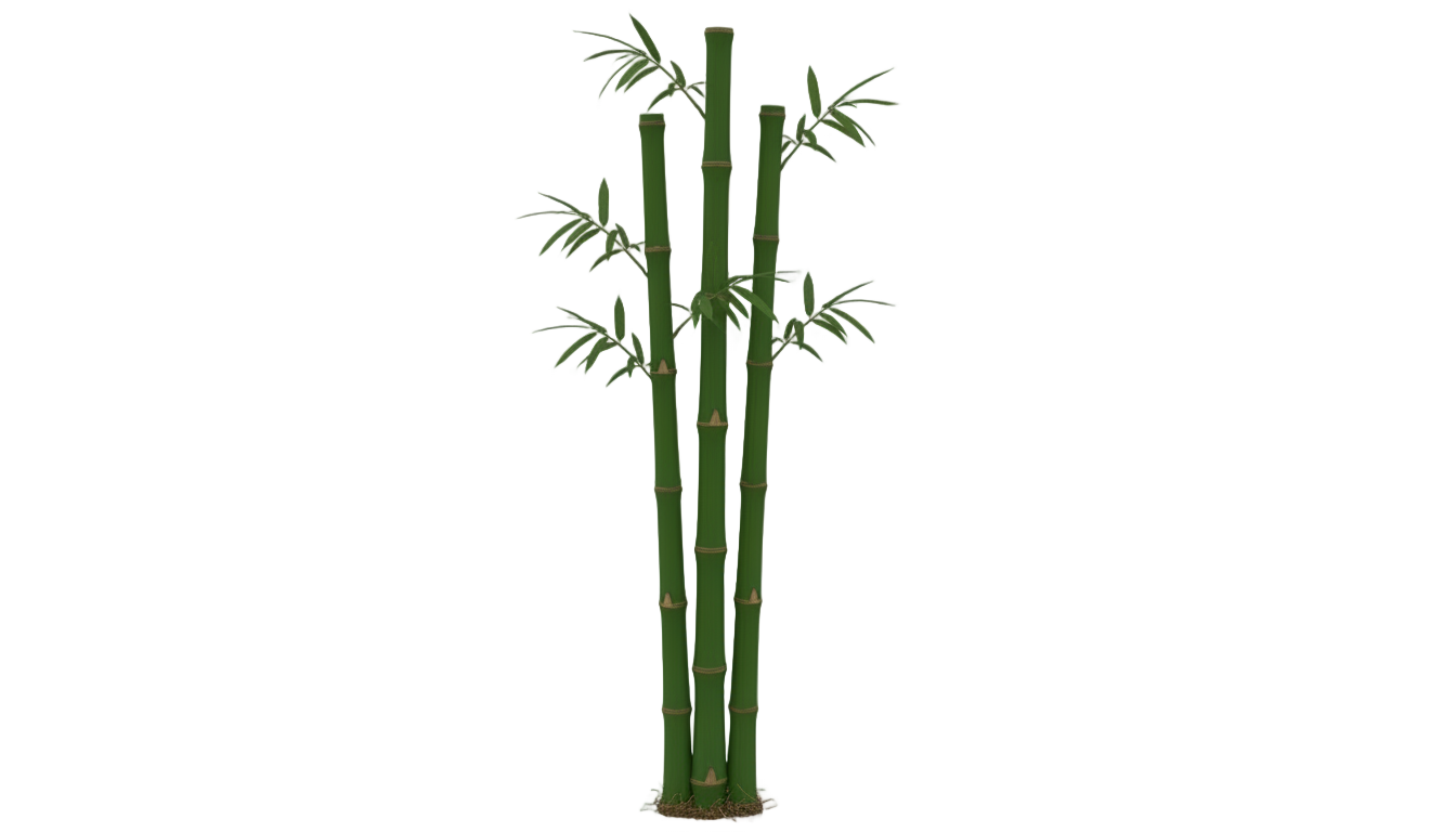 japanese bamboo png PNG transparent background
