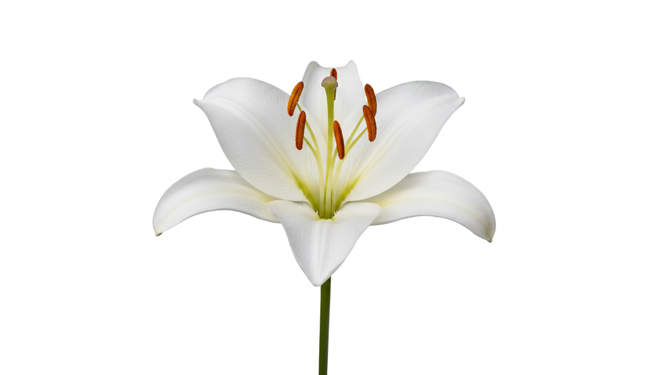 lily flower png PNG transparent background