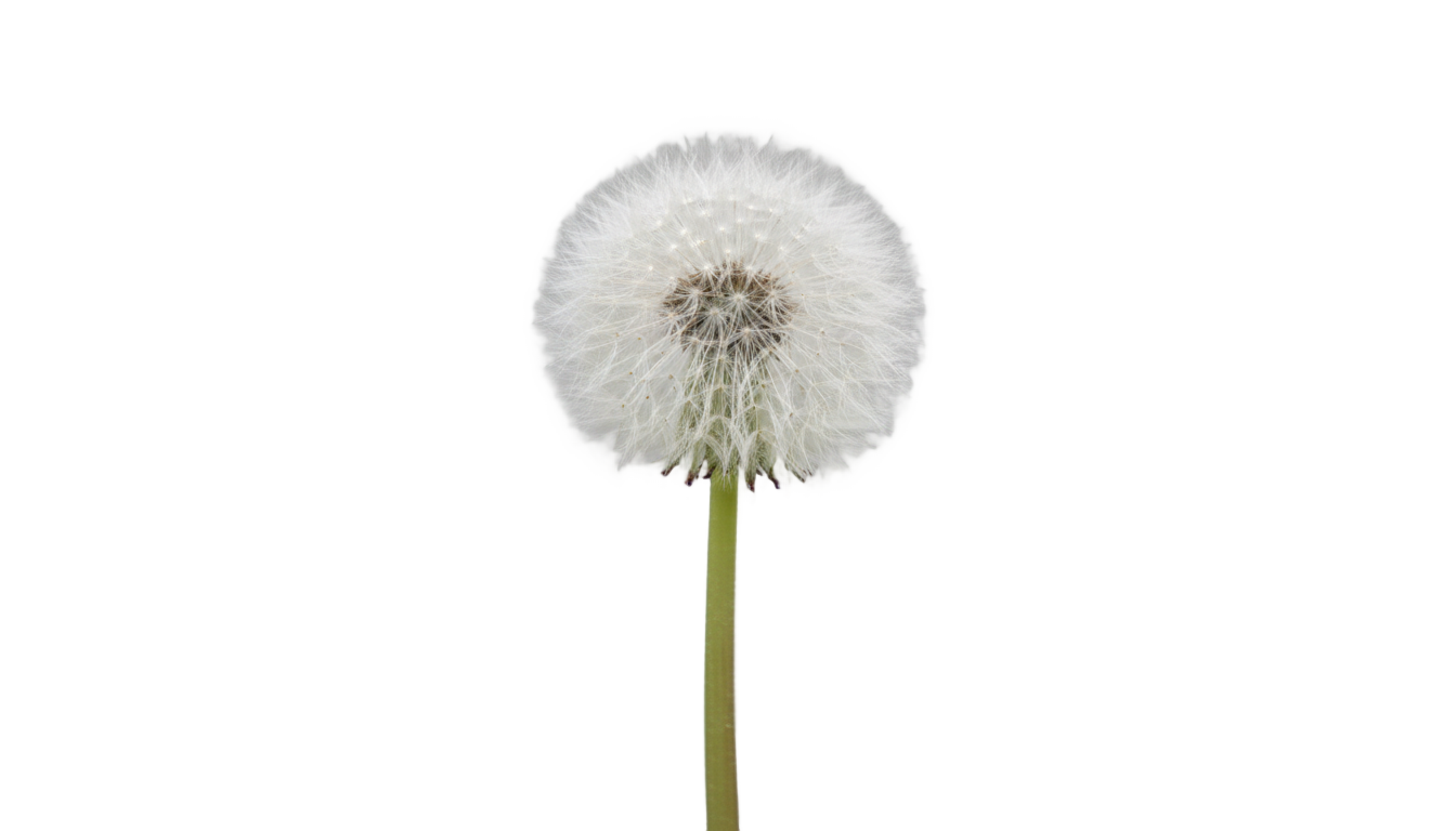 dandelion png PNG transparent background