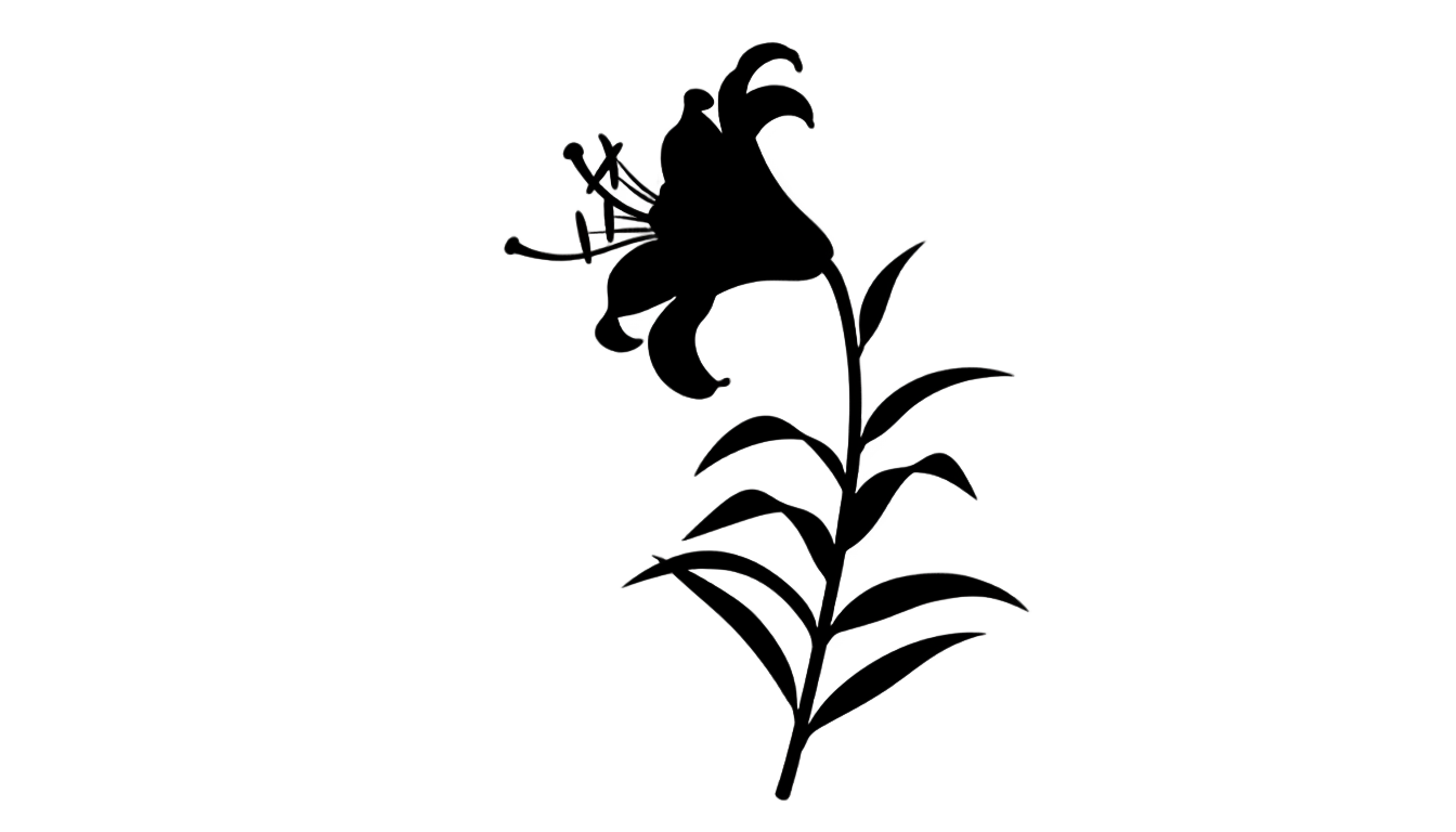 lily flower silhouette png PNG transparent background