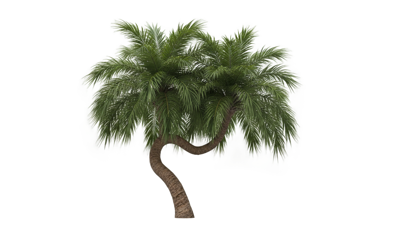 palm tree clip art png PNG transparent background